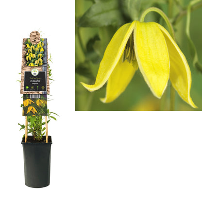 Kletterpflanze Clematis tangutica (Waldrebe) - Kletterpflanzen