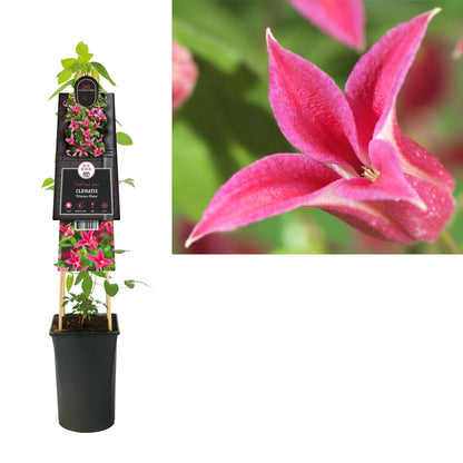 Kletterpflanze Clematis Princess Diana (Waldrebe) - Kletterpflanzen