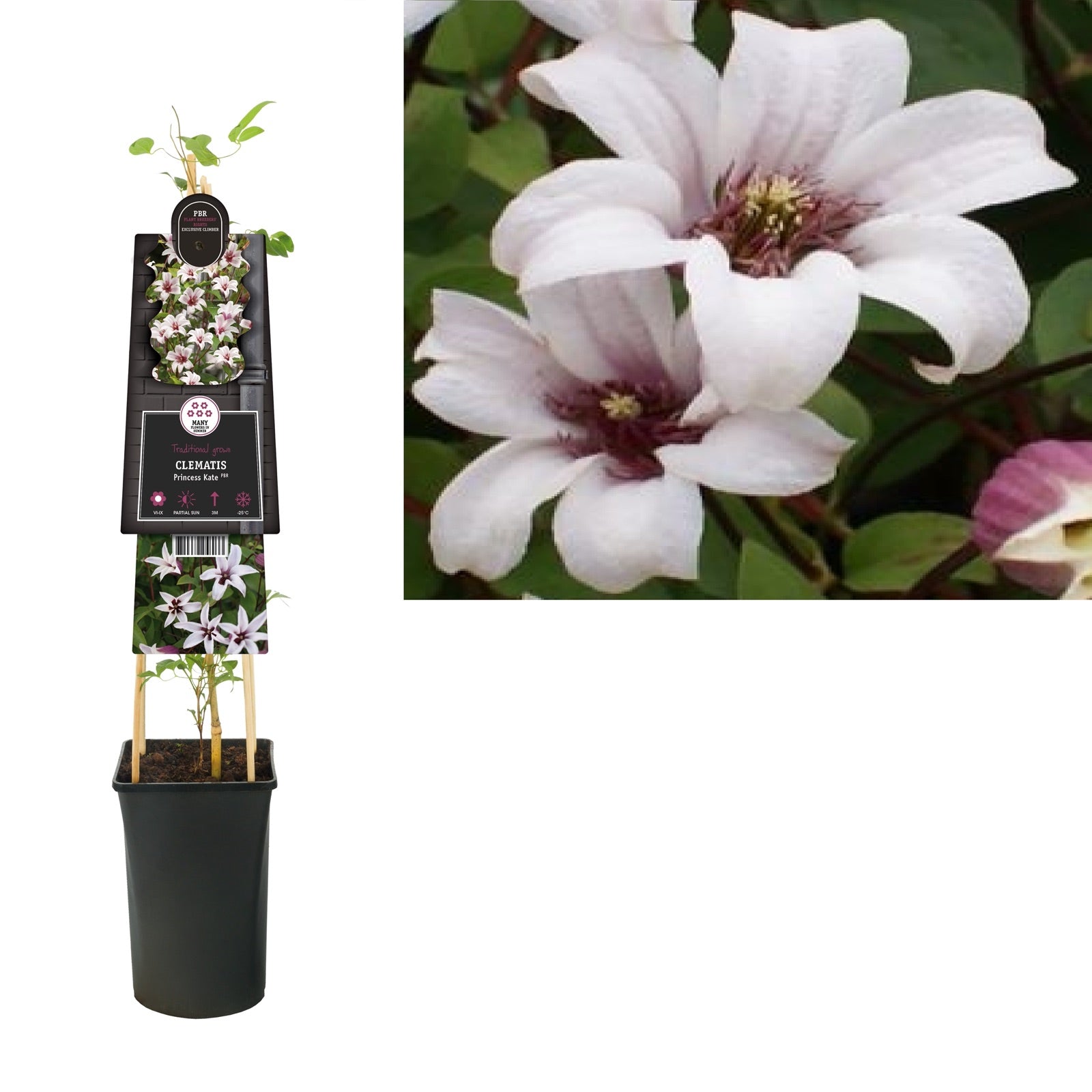 Kletterpflanze Clematis Princess Kate PBR (Waldrebe) - Kletterpflanzen