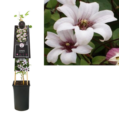 Kletterpflanze Clematis Princess Kate PBR (Waldrebe) - Kletterpflanzen