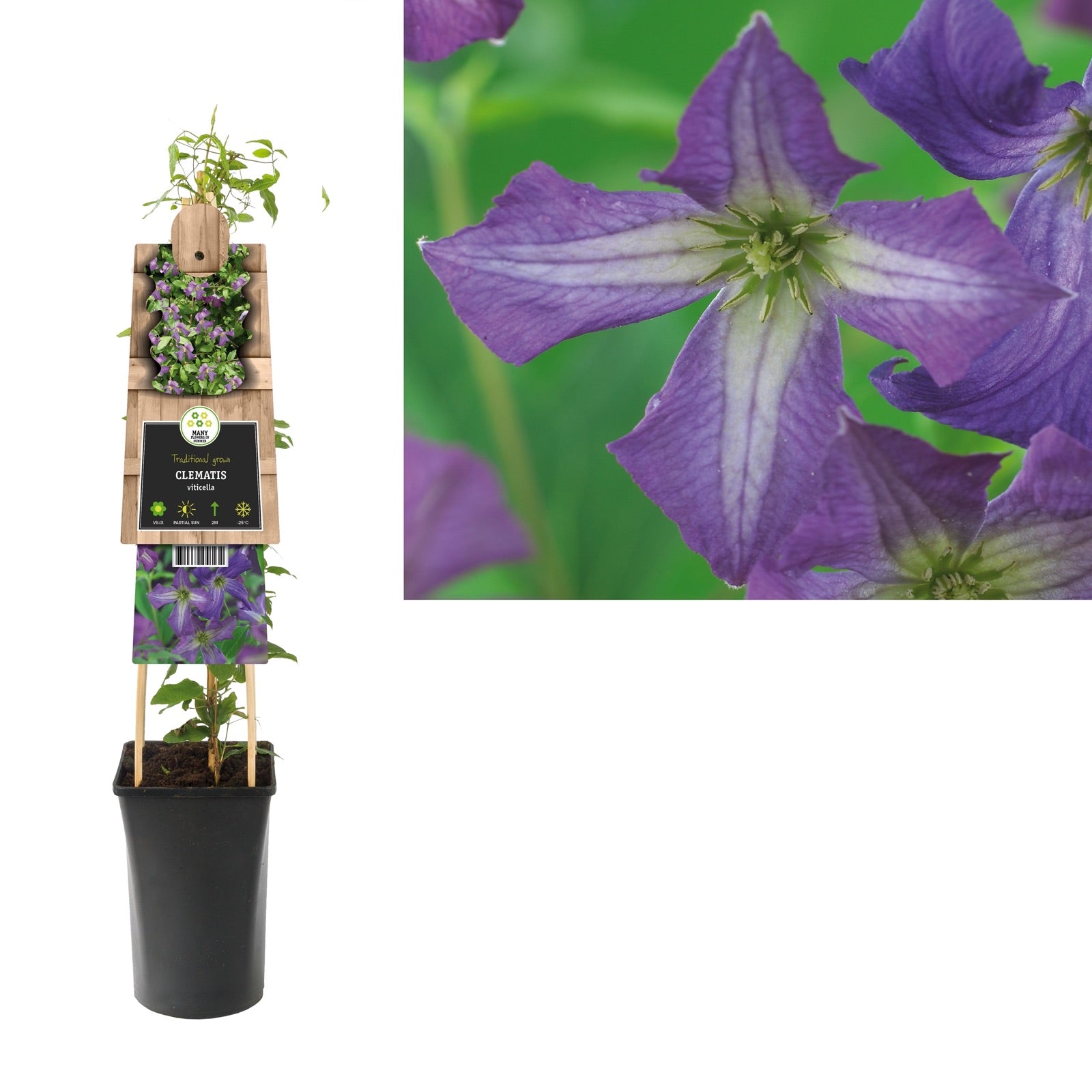 Klimplant Clematis viticella (Bosrank) - Klimplanten