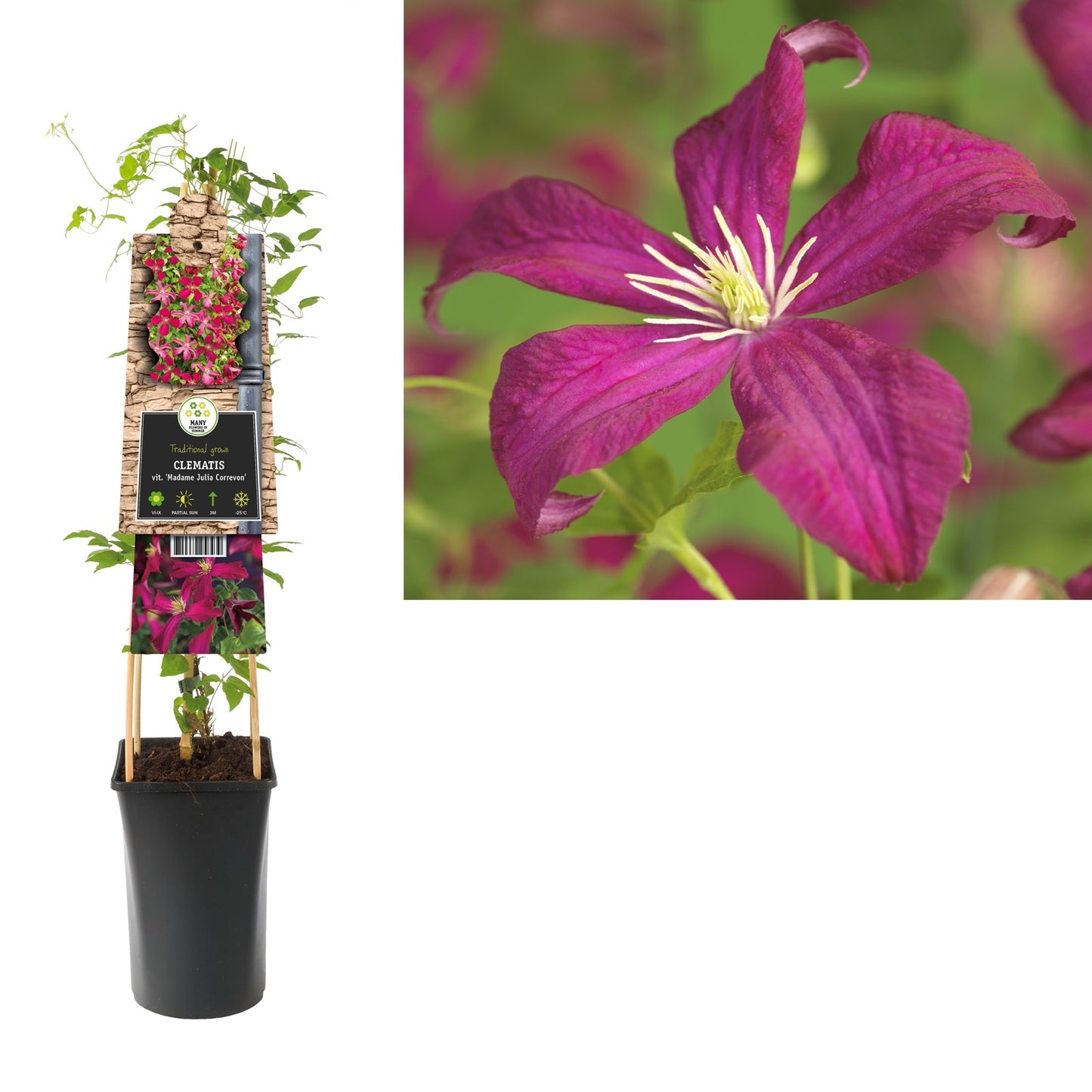 Klimplant Clematis vit. Madame Julia Correvon (Bosrank) - Klimplanten