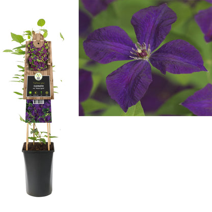 Kletterpflanze Clematis vit. Polish Spirit (Waldrebe) - Kletterpflanzen