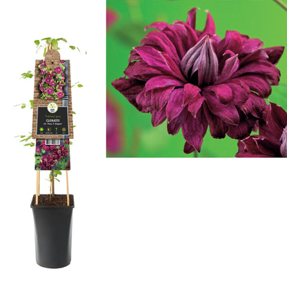 Kletterpflanze Clematis vit. Purp. P. Elegans (Waldrebe) - Kletterpflanzen