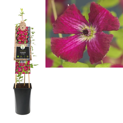 Kletterpflanze Clematis vit. Rubra (Waldrebe) - Kletterpflanzen