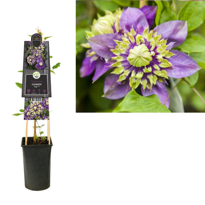 Kletterpflanze Clematis florida Taiga PBR (Waldrebe) - Kletterpflanzen