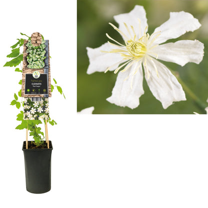 Kletterpflanze Clematis Paul Farges (Waldrebe) - Kletterpflanzen