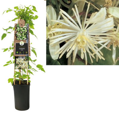Kletterpflanze Clematis vitalba (Gelbbeere)