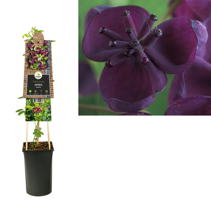 Kletterpflanze Akebia quinata (Schokoladenwein) - Kletterpflanzen