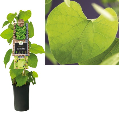 Kletterpflanze Aristolochia durior (macrophylla) - Kletterpflanzen