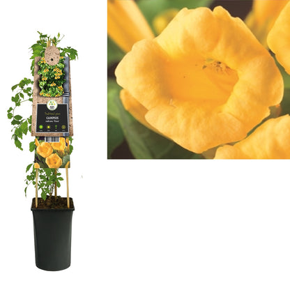 Kletterpflanze Campsis radicans Flava (Trompetenblume) - Kletterpflanzen