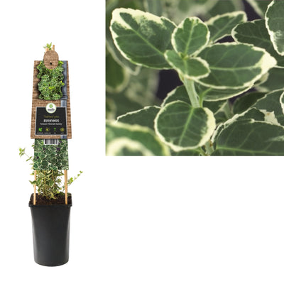 Kletterpflanze Euonymus fortunei Smaragdgrüner Kernbeißer