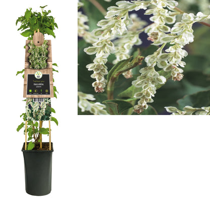 Kletterpflanze Fallopia aubertii (Brautschleier) - Kletterpflanzen