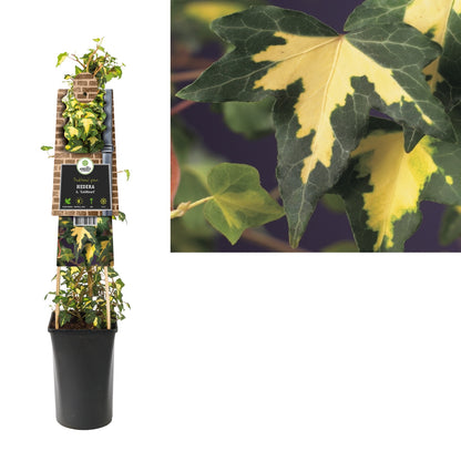 Klimop Hedera h. Goldheart - Kletterpflanzen