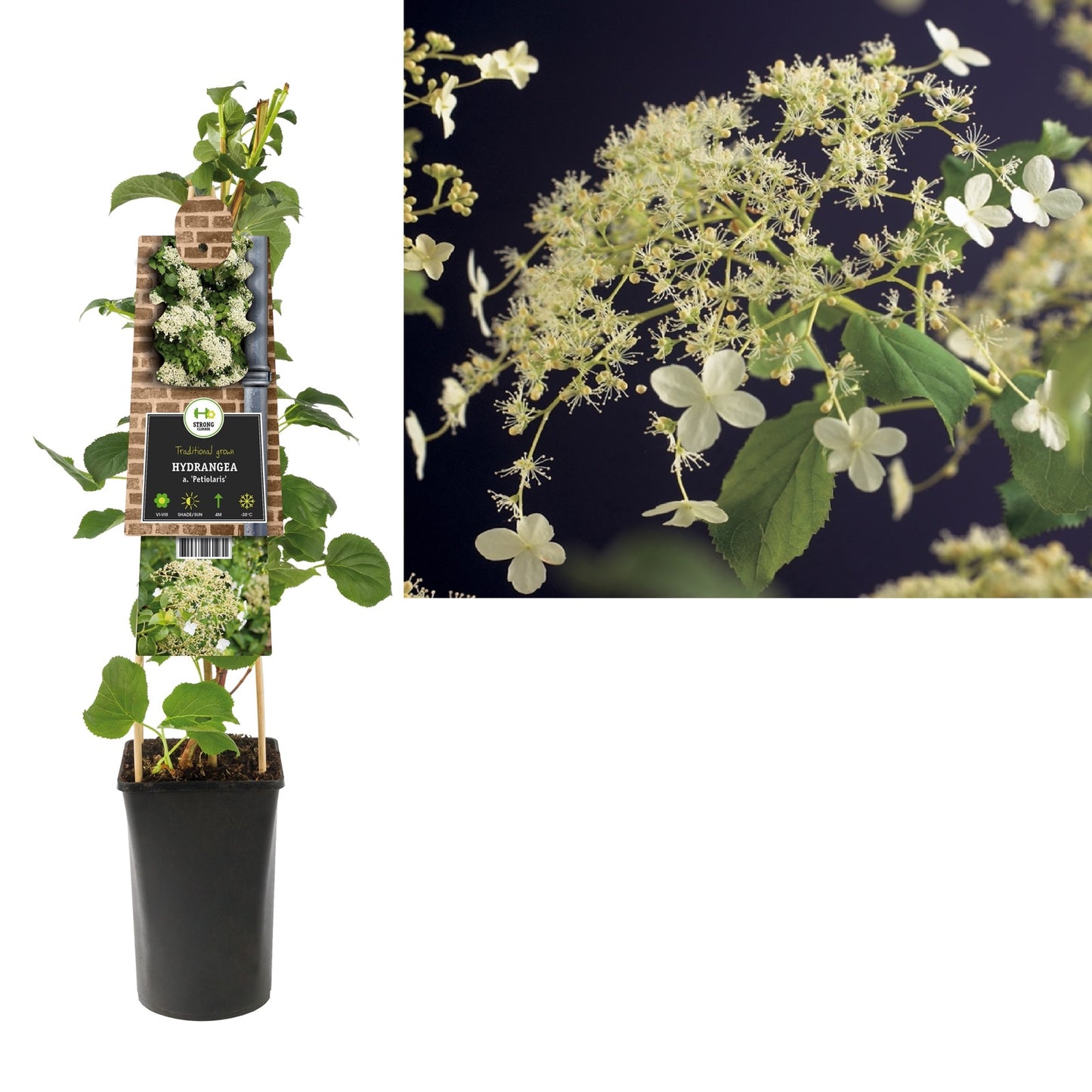 Klimplant Hydrangea a. Petiolaris (klimhortensia) - Klimplanten