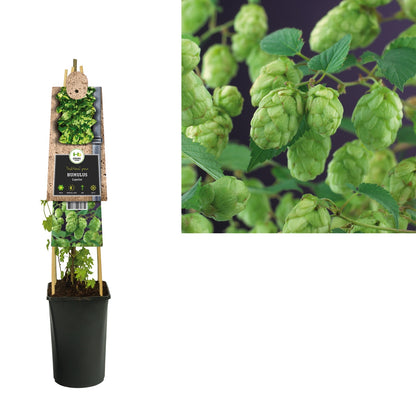 Kletterpflanze Humulus Lupulus Nordbrau (Hopfenpflanze) - Kletterpflanzen