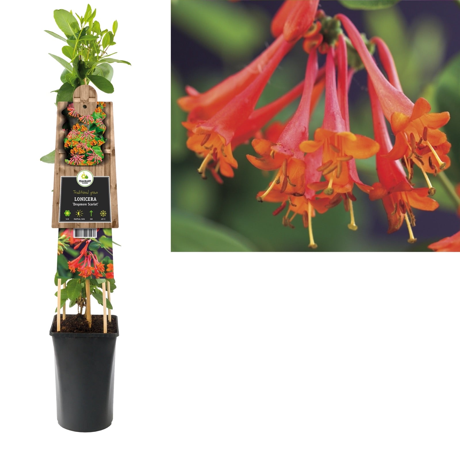 Klimplant Lonicera Dropmore Scarlet (kamperfoelie) - Klimplanten