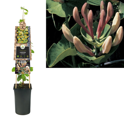 Kletterpflanze Lonicera caprifolium (Geißblatt) - Kletterpflanzen