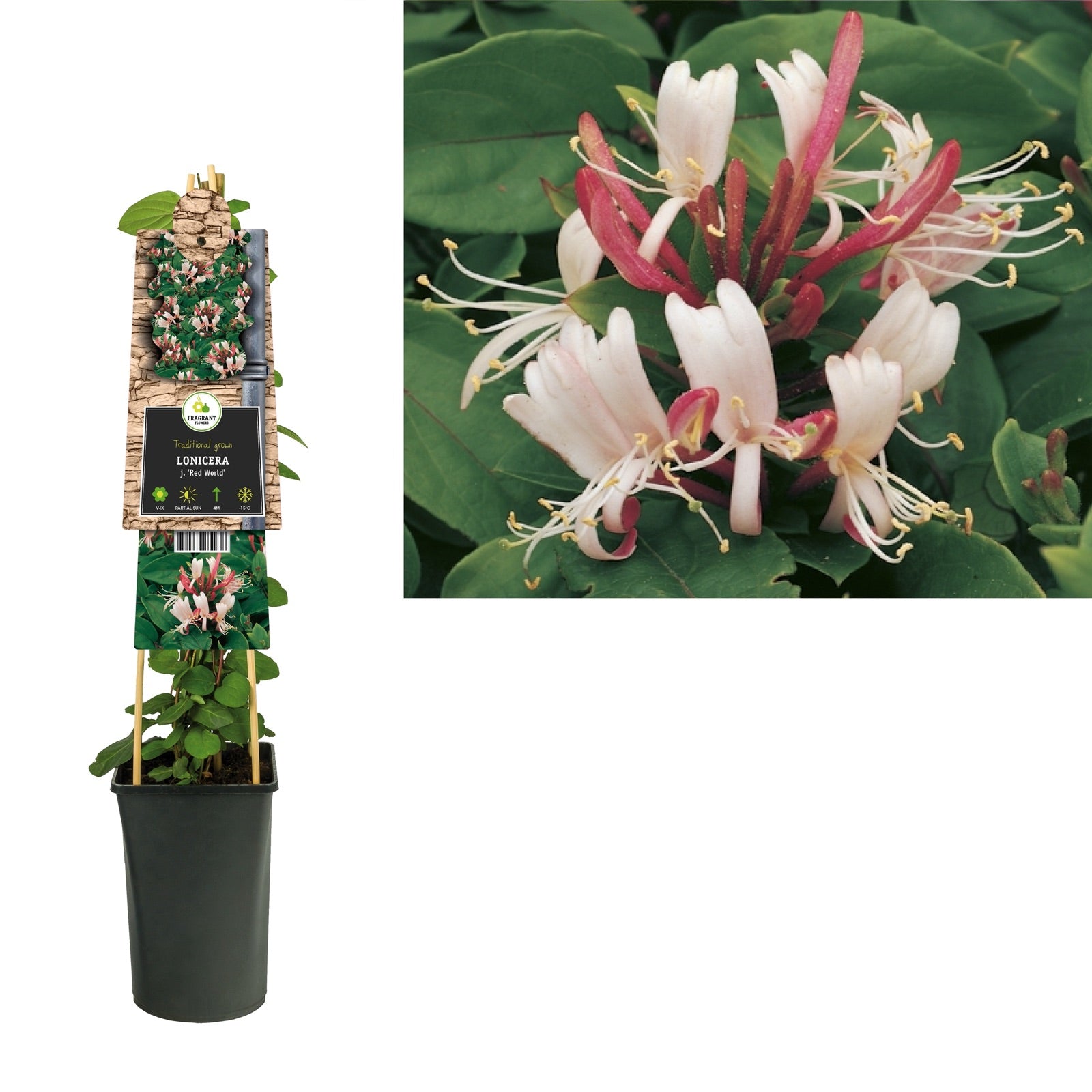 Klimplant Lonicera j. Red World (kamperfoelie) - Klimplanten