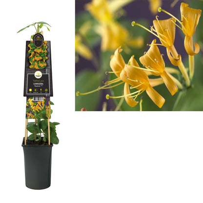 Klimpflanze Lonicera Mandarin PBR (Geißblatt) - Kletterpflanzen