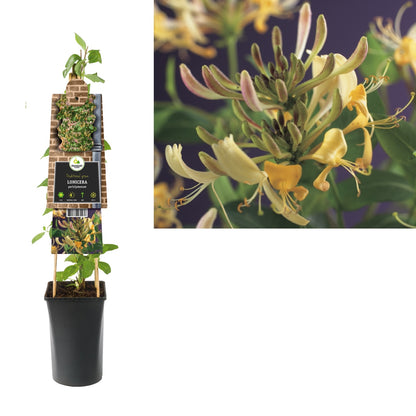 Kletterpflanze Lonicera periclymenum (Waldgeißblatt) - Kletterpflanzen