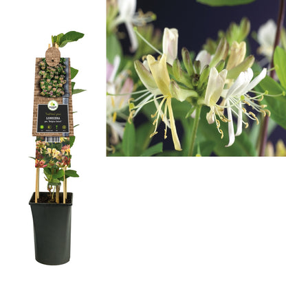 Kletterpflanze Lonicera per. Belgica Select (Geißblatt) - Kletterpflanzen