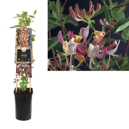 Kletterpflanze Lonicera per. Serotina (Geißblatt) - Kletterpflanzen