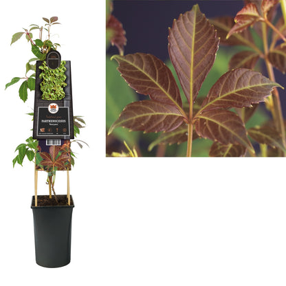 Kletterpflanze Parthenocissus Henryana (Wilder Wein) - Kletterpflanzen