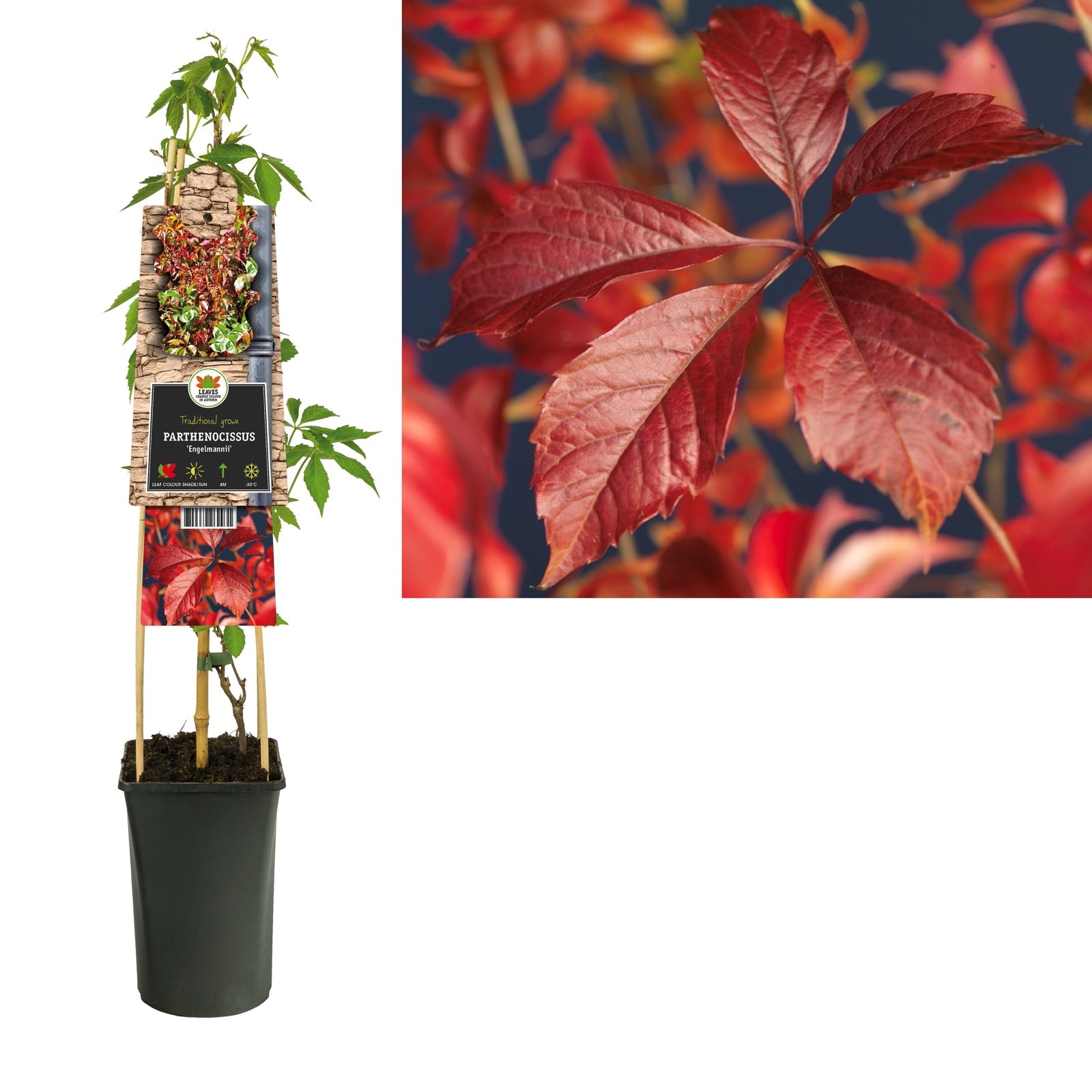 Klimplant Parthenocissus Engelmannii (wilde wingerd) - Klimplanten
