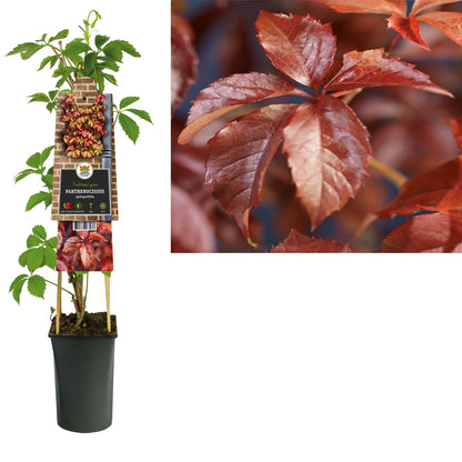 Kletterpflanze Parthenocissus quinquefolia (Wilder Wein) - Kletterpflanzen