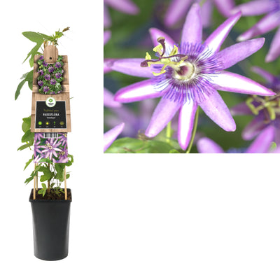 Kletterpflanze Passiflora Amethyst (Passionsblume)