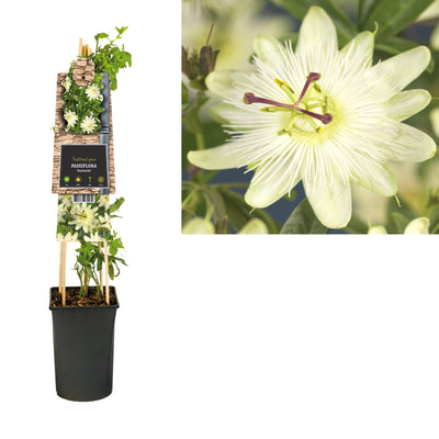 Kletterpflanze Passiflora Avalanche (Passionsblume)