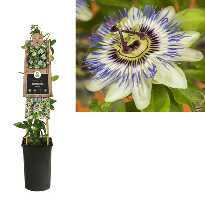Kletterpflanze Passiflora caerulea (Passionsblume) - Kletterpflanzen