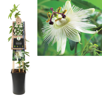 Kletterpflanze Passiflora Constance Elliott (Passionsblume)