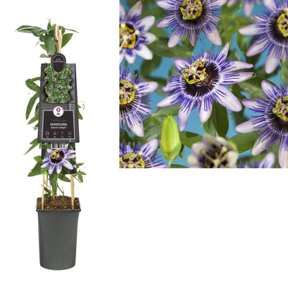 Kletterpflanze Passiflora Damsel's Delight (Passionsblume) - Kletterpflanzen