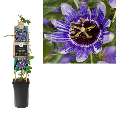 Kletterpflanze Passiflora Purple Haze (Passionsblume)