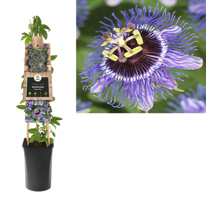 Klimpflanze Passiflora Purple Rain (Passionsblume) - Kletterpflanzen