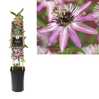 Kletterpflanze Passiflora Victoria (Passionsblume) - Kletterpflanzen