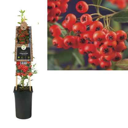 Kletterpflanze Pyracantha c. Red Column (Feuerdorn) - Kletterpflanzen