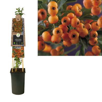 Kletterpflanze Pyracantha Golden Charmer (Feuerdorn)