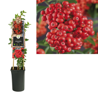 Kletterpflanze Pyracantha Mohave (Feuerdorn) - Kletterpflanzen