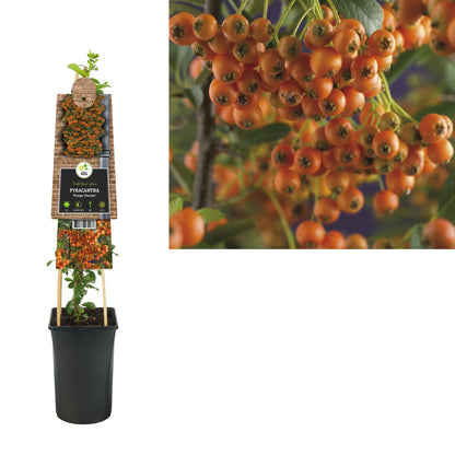 Kletterpflanze Pyracantha Orange Charmer (Feuerdorn) - Kletterpflanzen