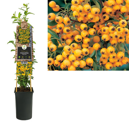 Kletterpflanze Pyracantha Soleil d'Or (Feuerdorn) - Kletterpflanzen