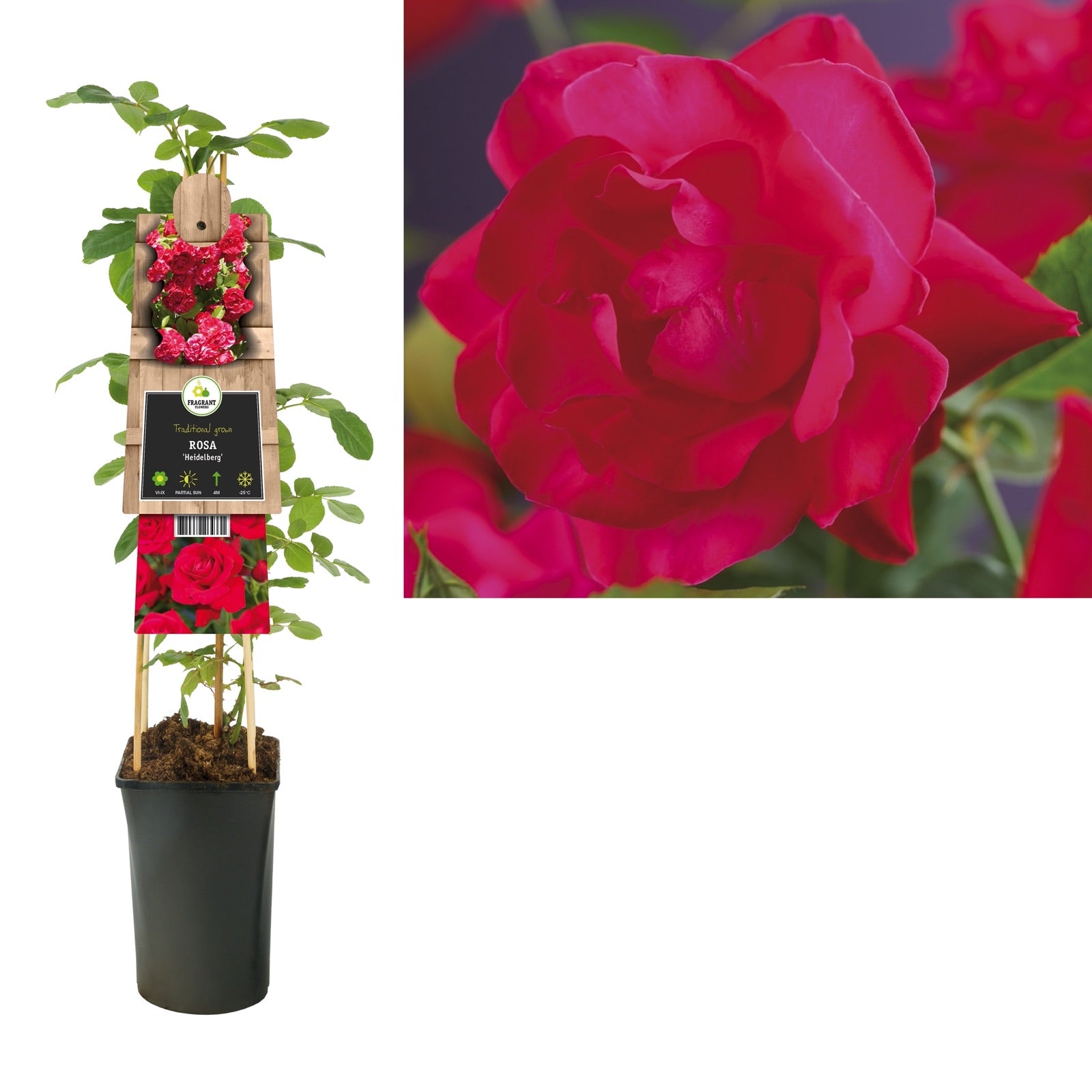 Klimplant Rosa Heidelberg (Klimroos) - Klimplanten