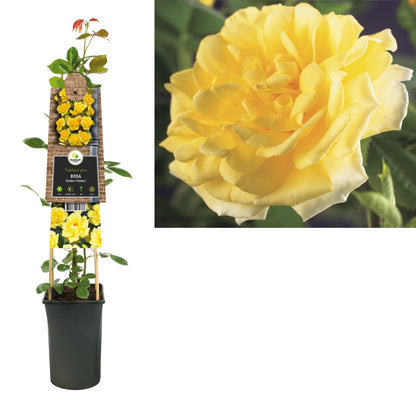Kletterpflanze Rose Golden Climber (Kletterrose) - Kletterpflanzen