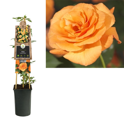 Kletterrose Rosa Orange Climber (Kletterrose)