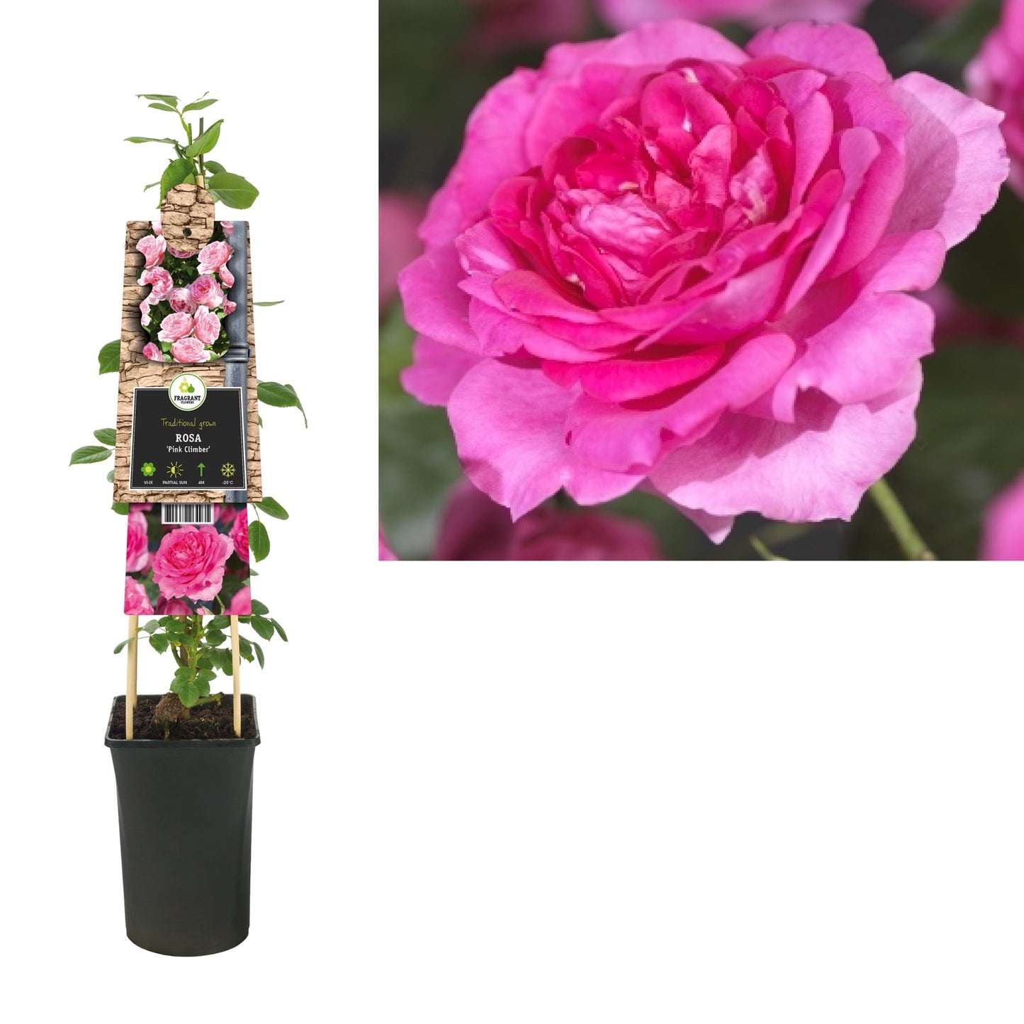 Klimplant Rosa Pink Climber (Klimroos) - Klimplanten