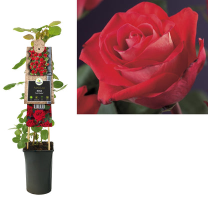 Kletterpflanze Rosa Red Climber (Kletterrose) - Kletterpflanzen