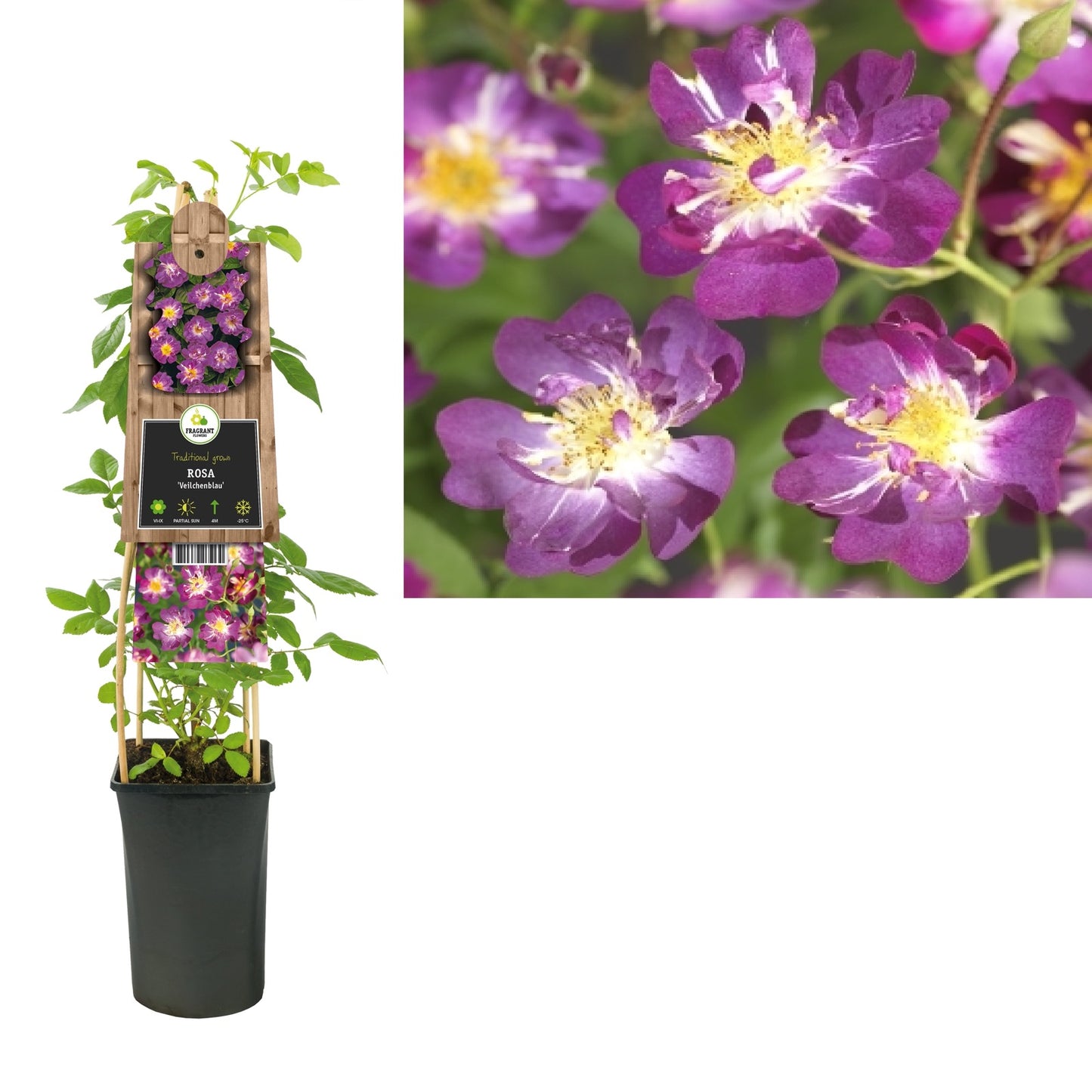 Klimplant Rosa Veilchenblau (Klimroos) - Klimplanten