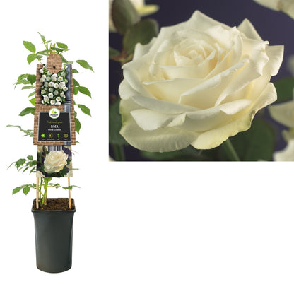 Kletterpflanze Rosa White Climber (Kletterrose) - Kletterpflanzen